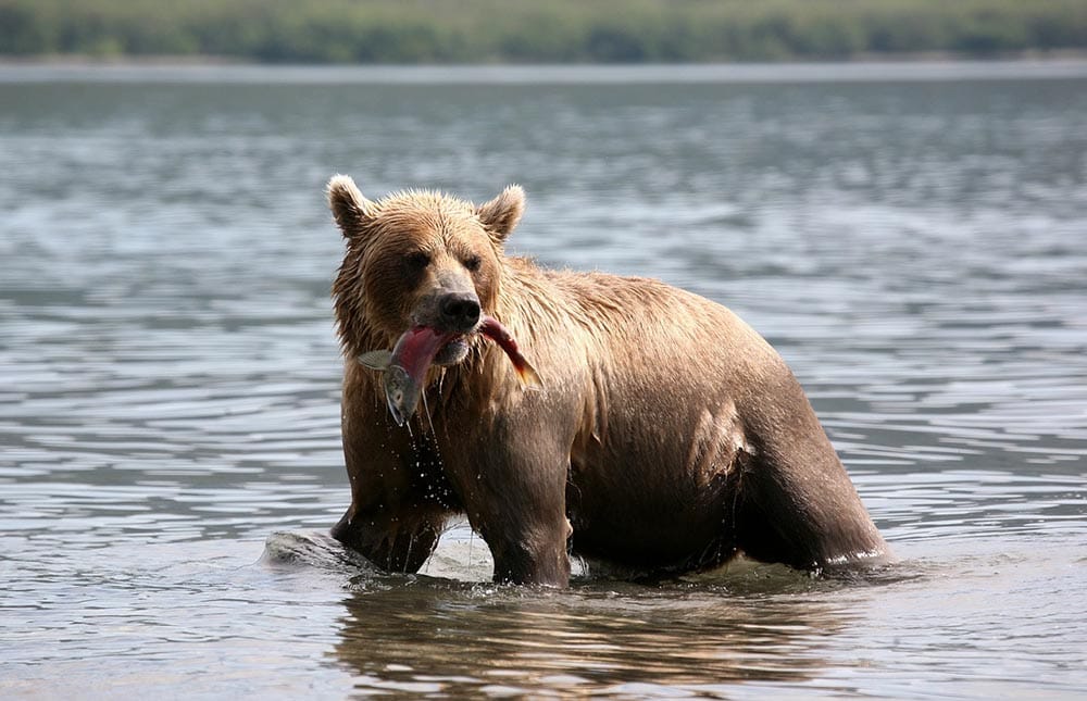 brown bear with its catch