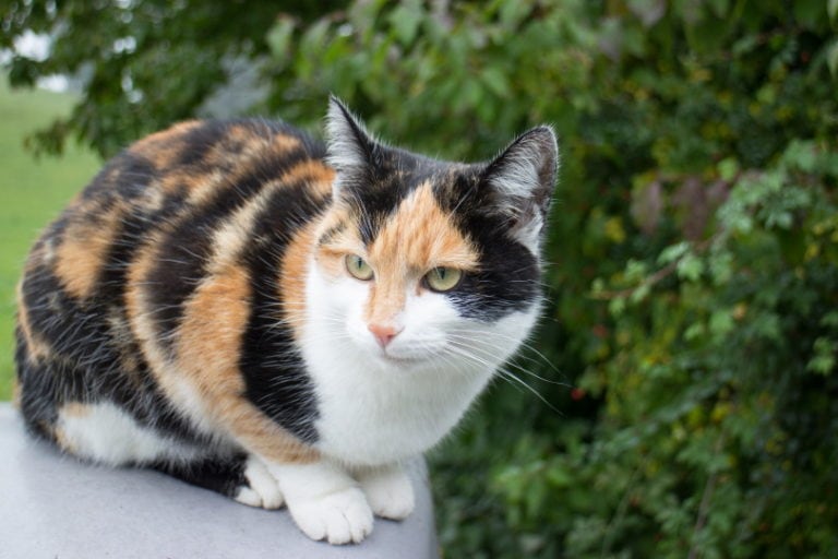 6 Types of Calico Cats: Color Variations & Genetics (With Pictures ...