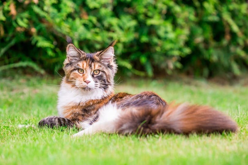 calico maine coon cat lying on the grass