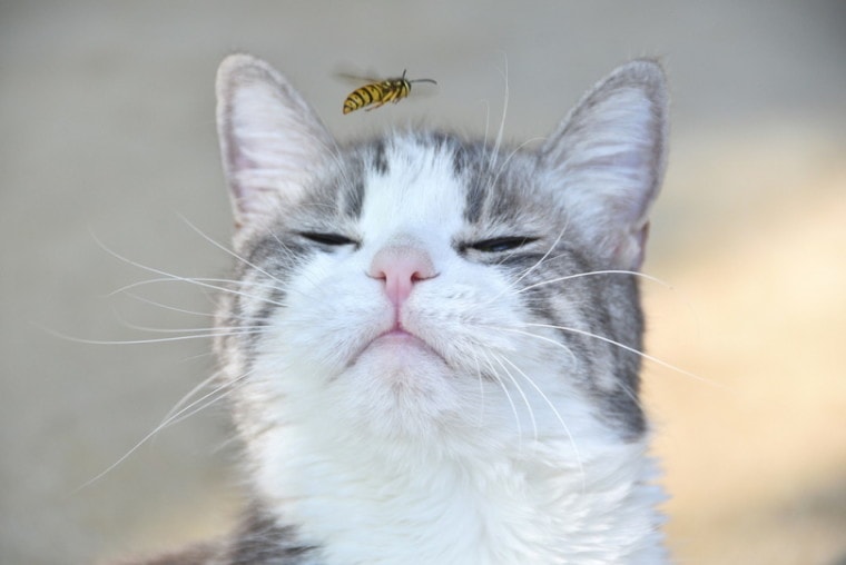 cat and bee close up picture