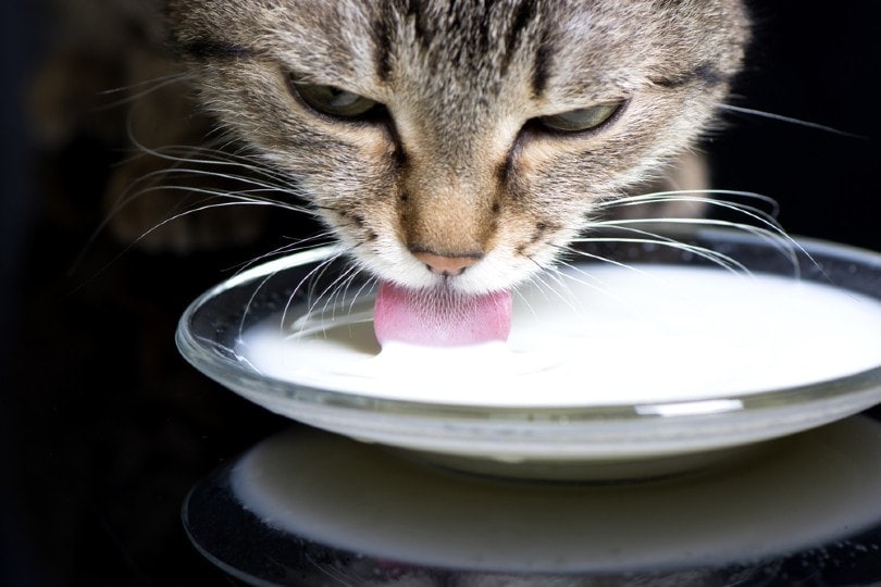 cat drinking milk from a saucer
