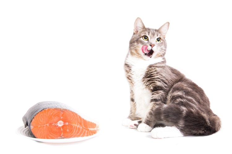 Gray striped cat eating salmon