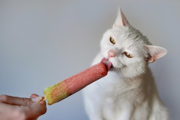 cat eating a popsicle