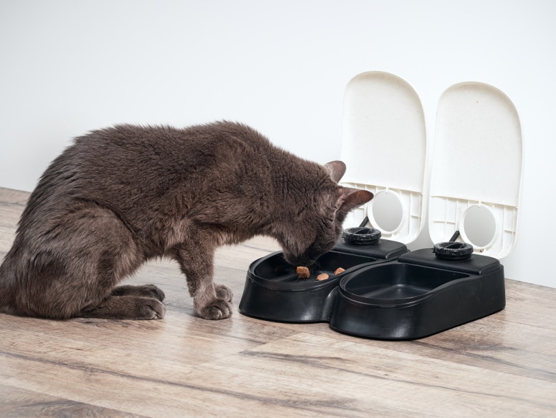 स्वचालित फीडर में बिल्ली खा रही है