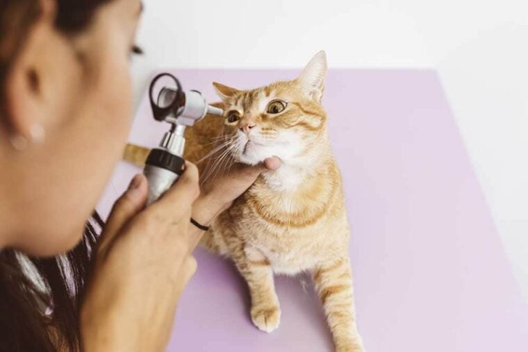 cat eye checkup