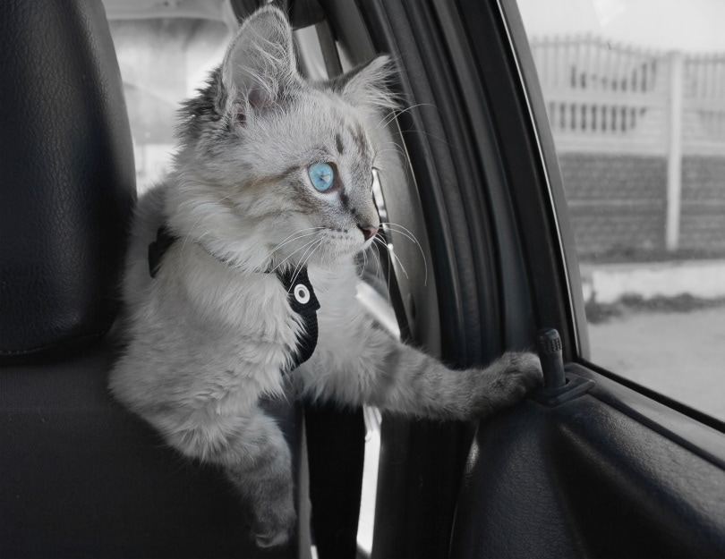 कार के अंदर बिल्ली
