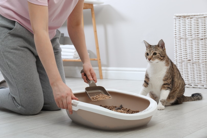 cat litter box cleaning