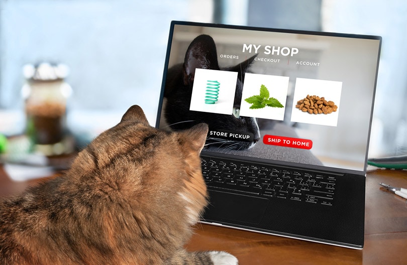 cat looking at the laptop with cat food, catnip and cat toy