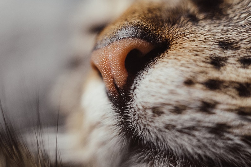 बिल्ली की नाक