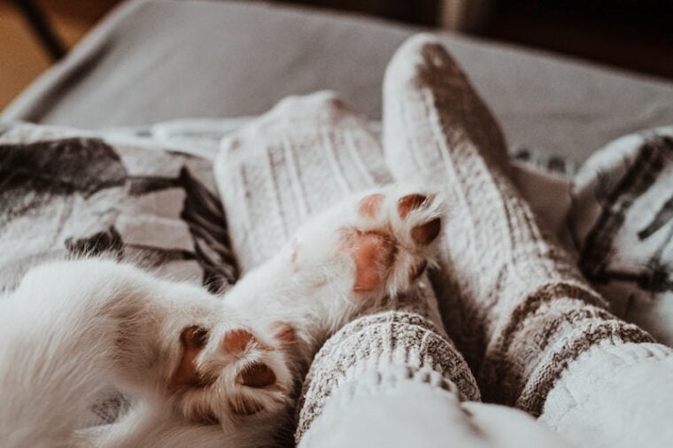 cat paws resting on human feet in bed