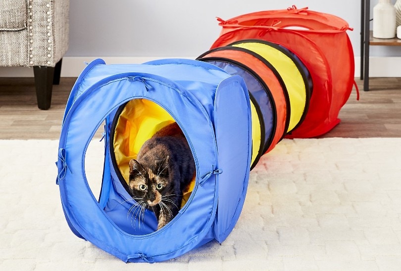 cat playing in a tunnel at home