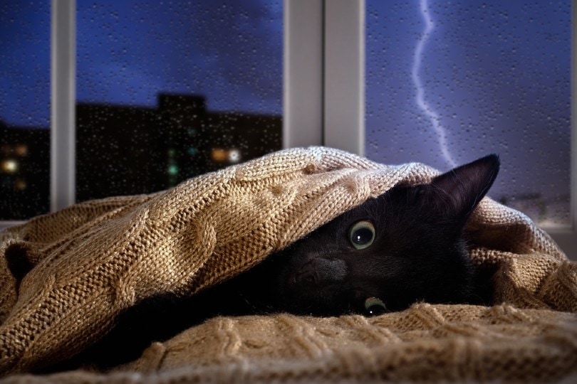 cat scared of thunderstorm