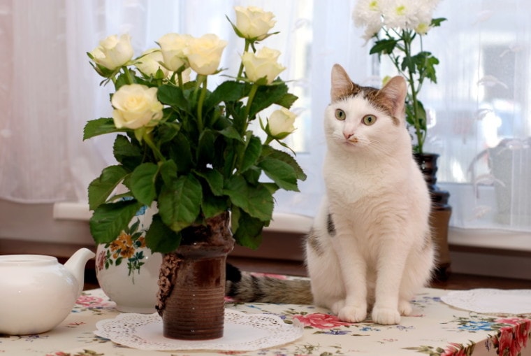 cat sitting near vase with white roses