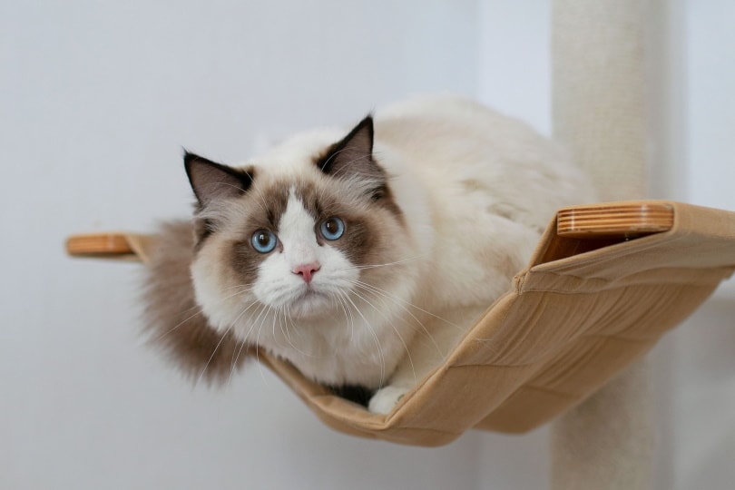 cat sitting on the shelf_