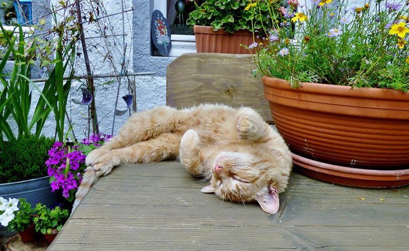 cat sleeping on a patio