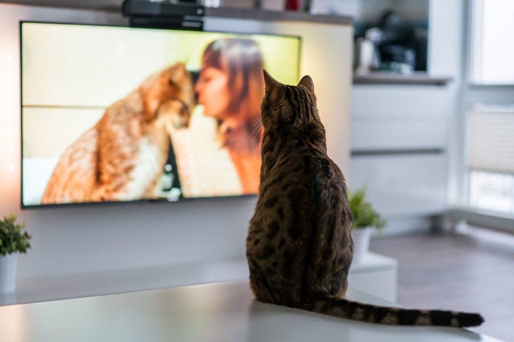 टीवी देख रही बिल्ली