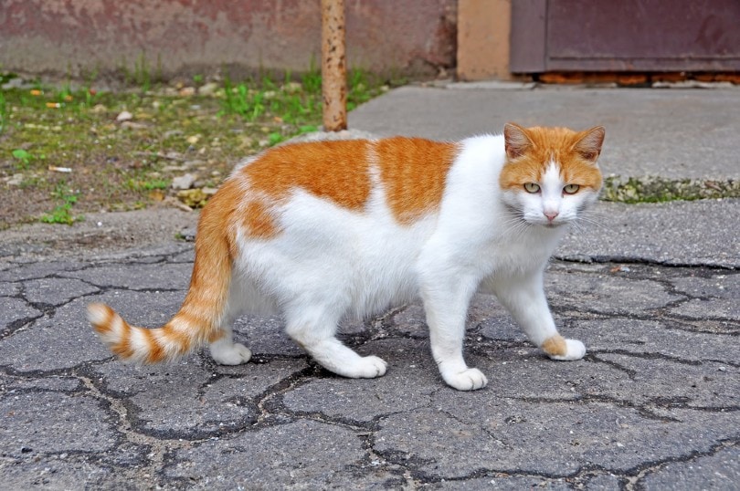 cat with belly pouch outdoors