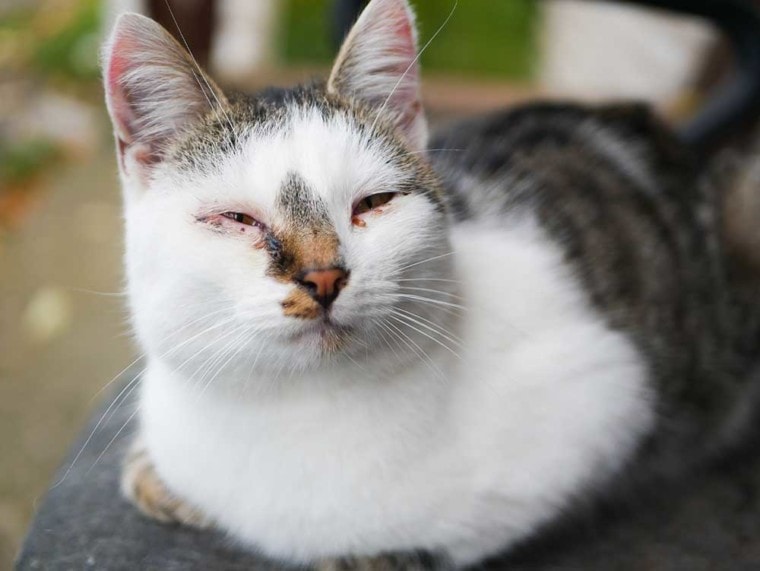 cat with conjuctivitis
