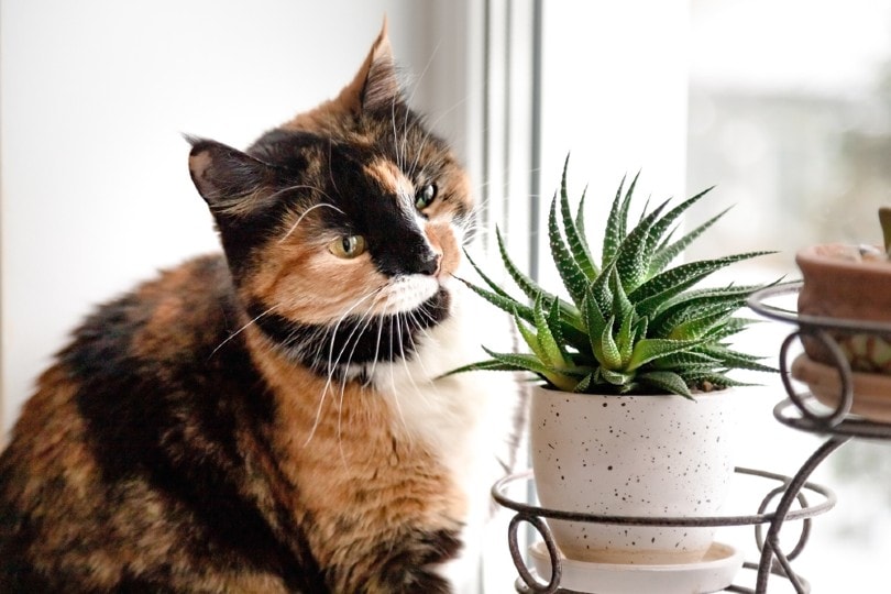 can a jade plant kill a cat
