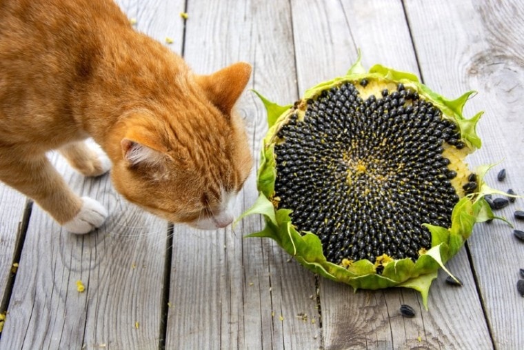 cat with sunflower seeds