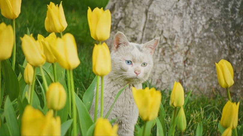 are tulips poisonous to cats uk