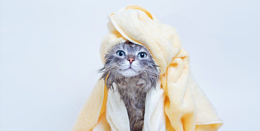 cat wrapped in a towel after taking a bath