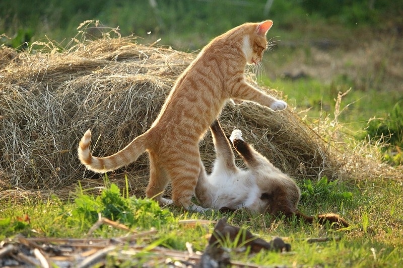 cats fighting at the field