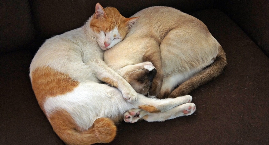 बिल्लियाँ एक साथ सो रही हैं