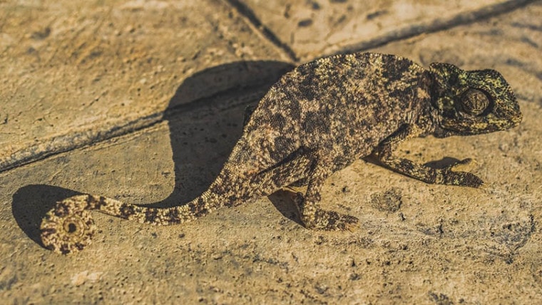 chameleon camouflage on the ground