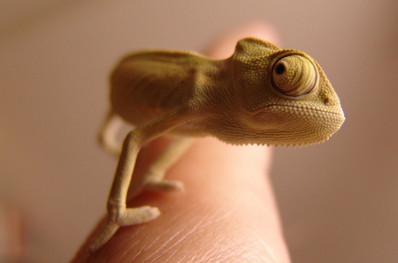 chameleon on human's finger
