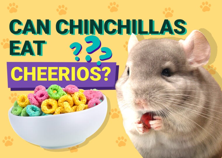 Can Chinchillas Eat Cheerios