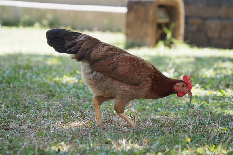 Do Chickens Eat Their Own Poop? What You Need To Know! | Pet Keen