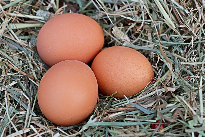 मुर्गी के अंडे