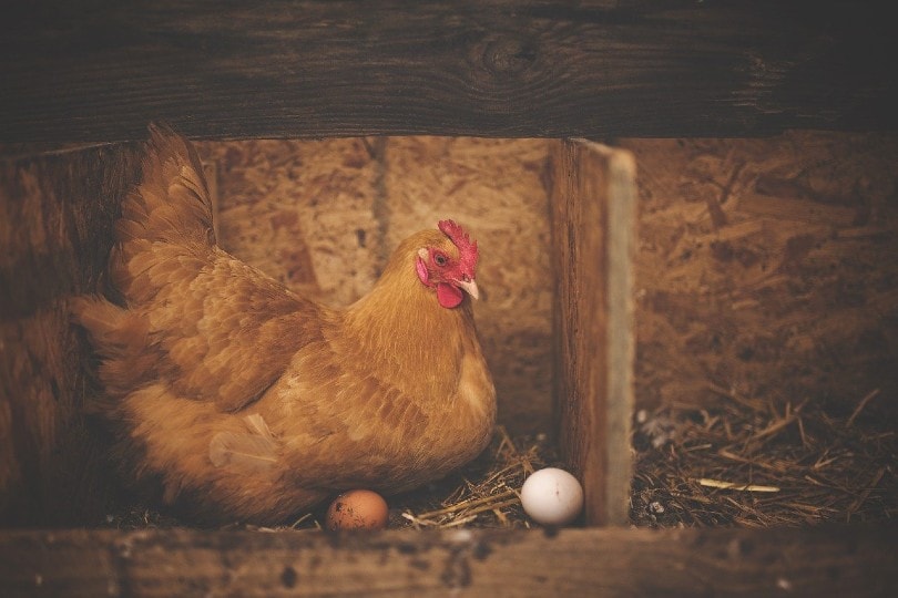 नेस्टिंग बॉक्स पर अंडे देने वाला चिकन