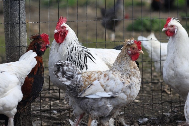 How Fast Do Chickens Grow? What You Need To Know!