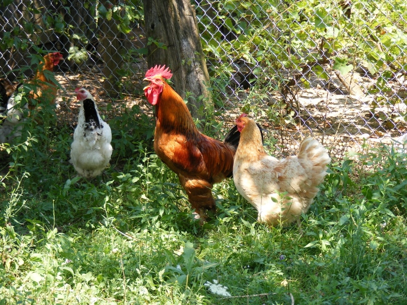 बगीचे में मुर्गियां