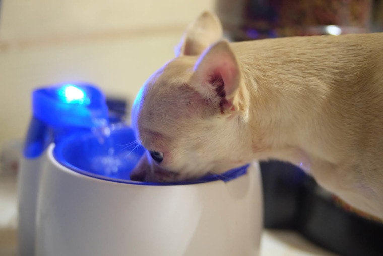 chihuahua drinking in the water fountain