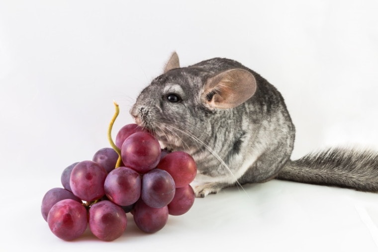 chinchilla and grapes in white back ground