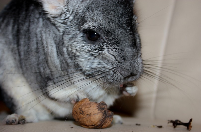 chinchilla eating a nut