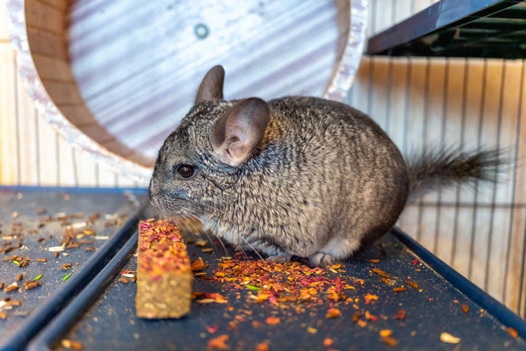 chinchilla eating inside cage