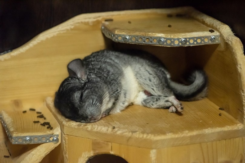 chinchilla sleeping on top of wooden house