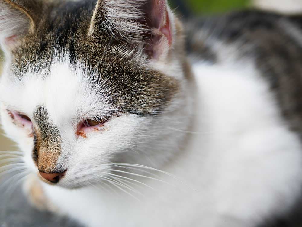 close up cat with pink eye