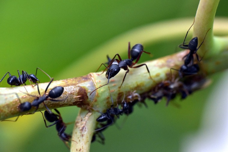 close up of black ants
