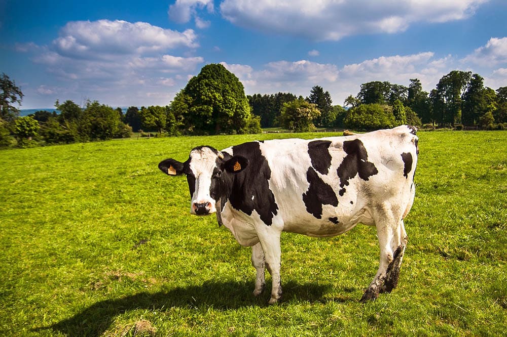 Мясной и молочный скот:в чем разница? (с картинками)