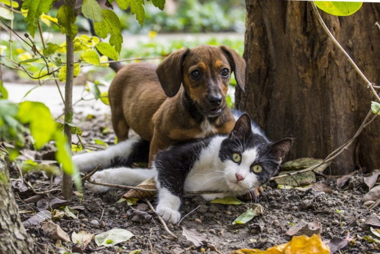 Can Cats Mate With Dogs All You Need To Know Pet Keen