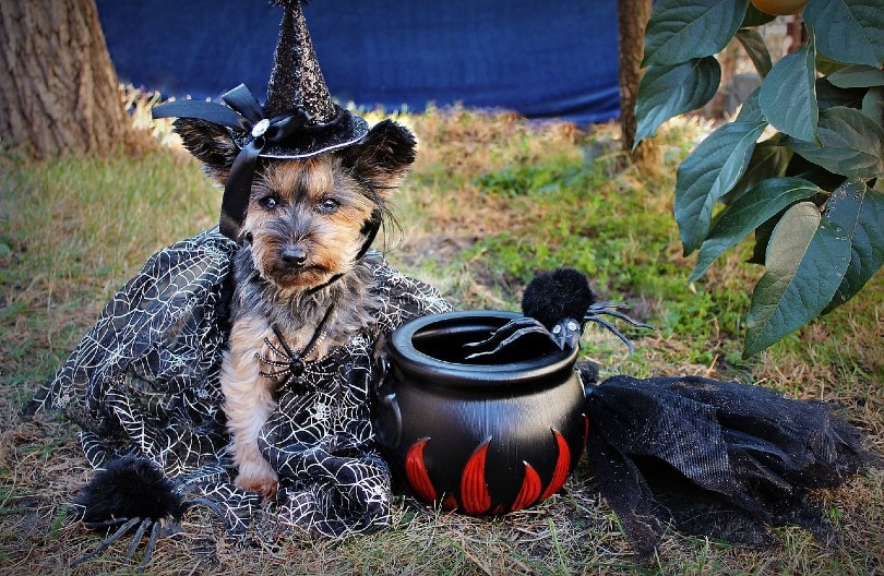 perro disfrazado de halloween
