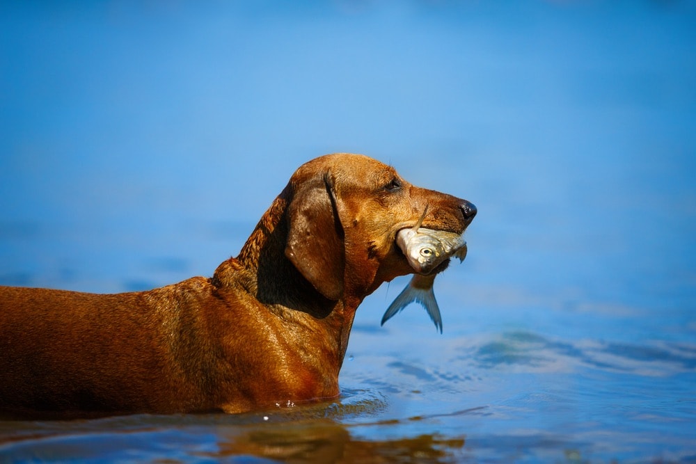 dog in water eating fis