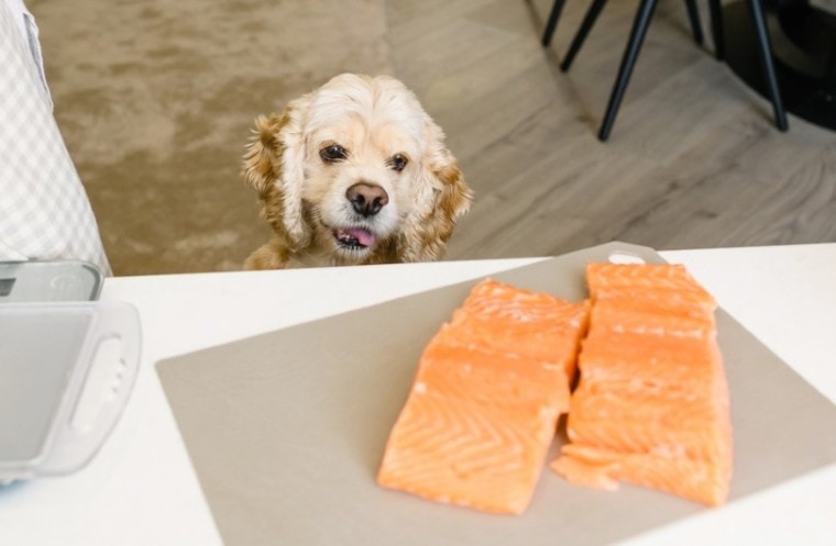 dog wanting to eat salmon