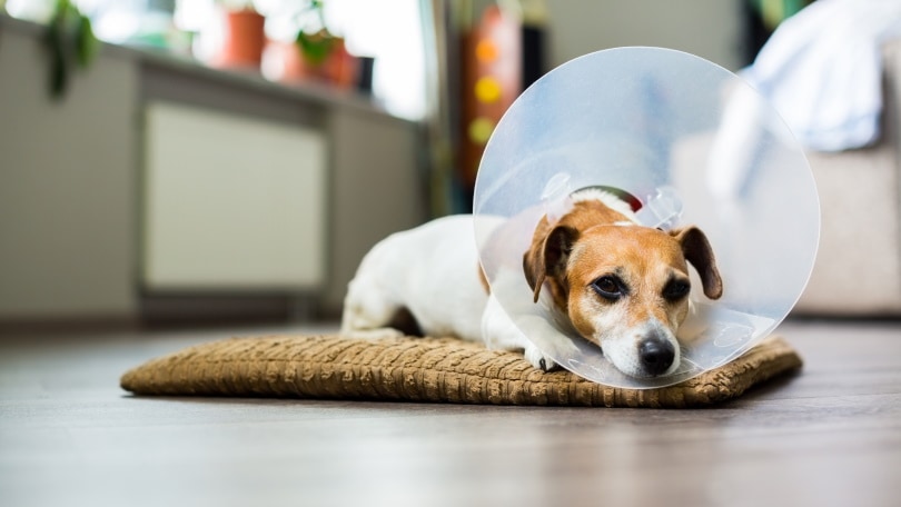 dog with cone collar