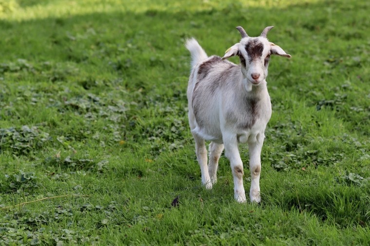 domestic goat in the field